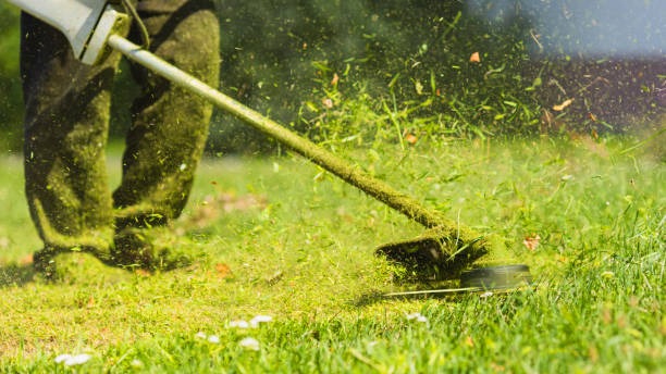 Lawn Care Maintenance Guide for Healthy Grass All Year