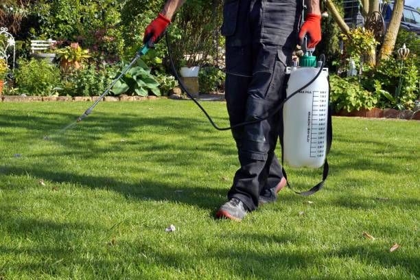 Common Lawn Weeds and How Recurring Treatments Help Prevent Them
